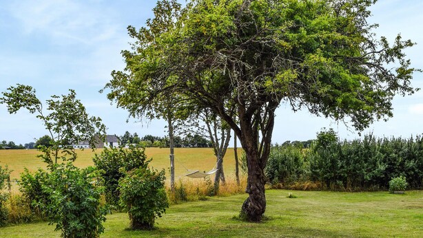 A tree in a grassy field with a hammock tied to it. - Awesome home in Tomelilla with WiFi (Tomelilla)