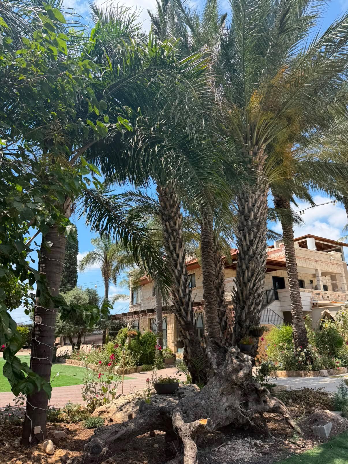 A residential area with palm trees, a paved walkway, and a building with a red roof.