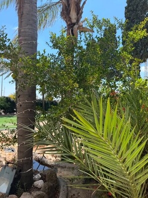 A palm tree with a thick trunk and a dense canopy of green leaves.
