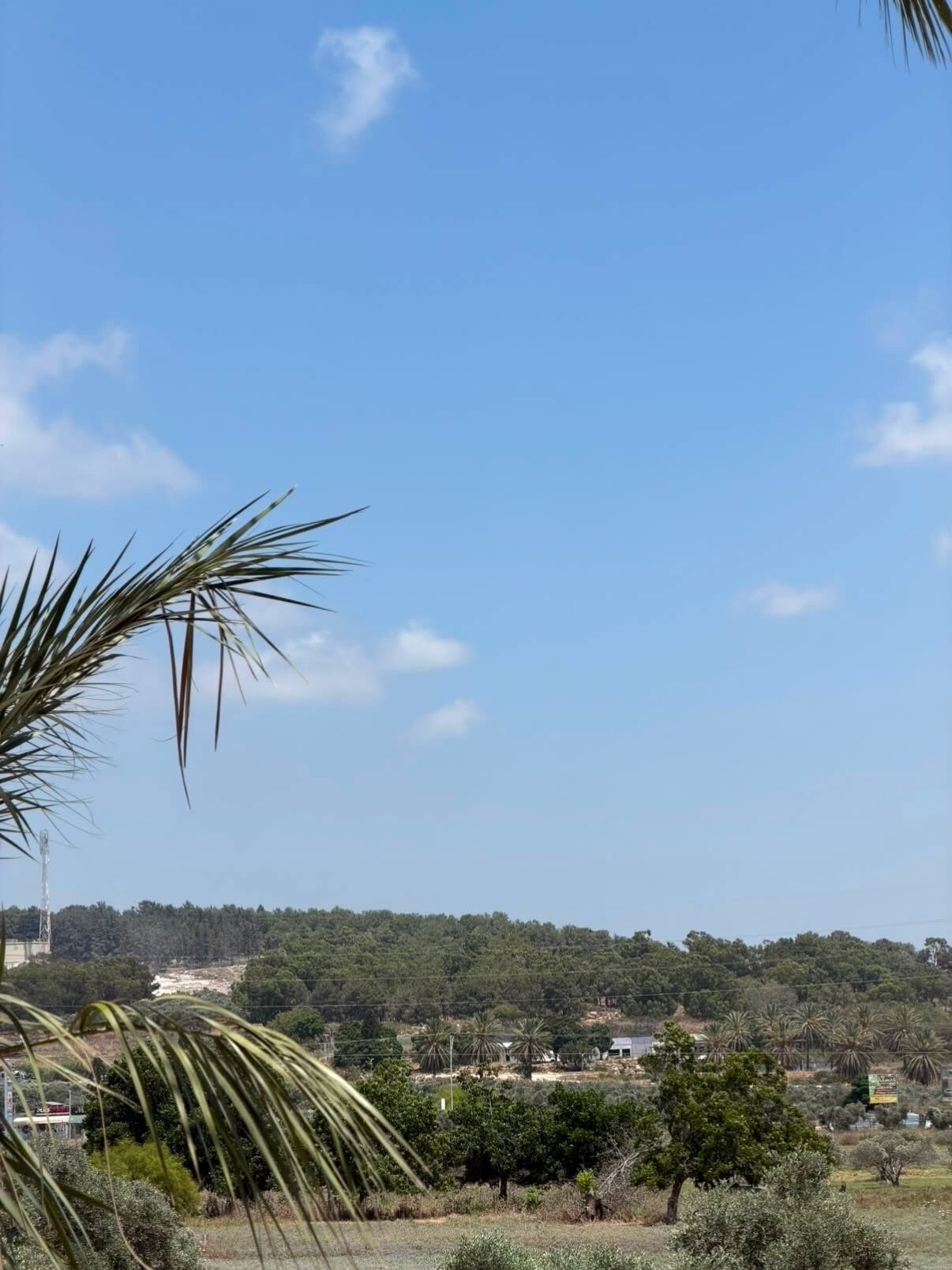 Vista panorámica con cielo despejado, palmeras y una colina distante con vegetación y edificios.