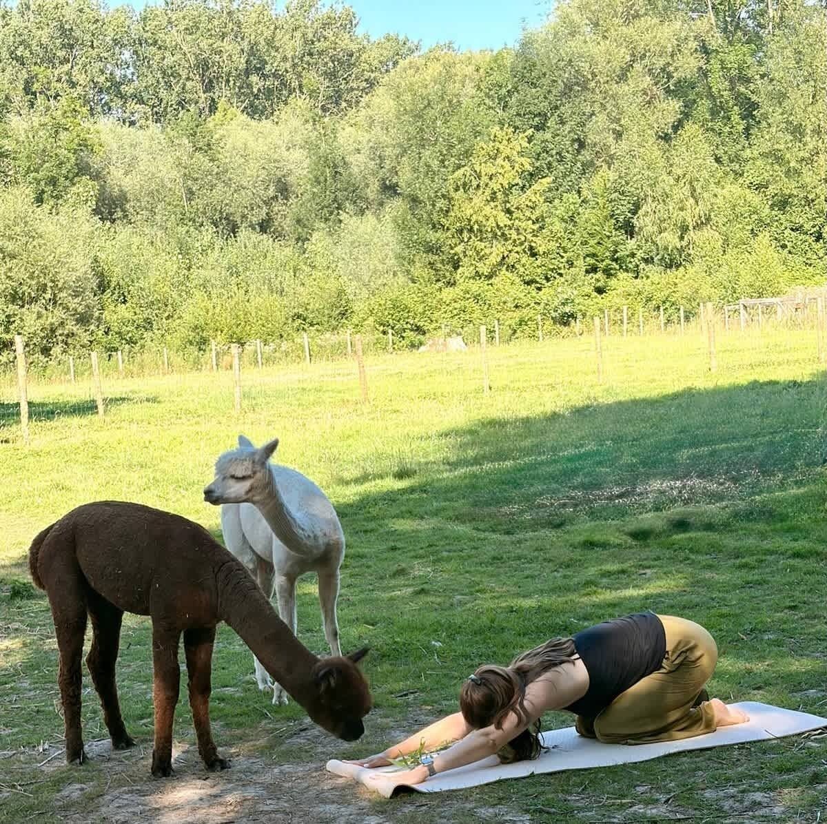 A person practicing yoga on a mat outdoors with llamas in the background.