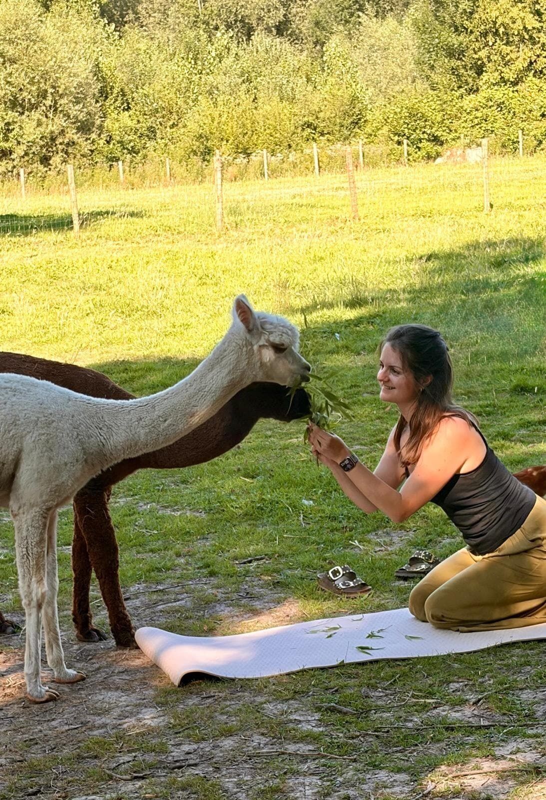 Eine Person interagiert mit einem Lama auf einer grasbewachsenen Freifläche.