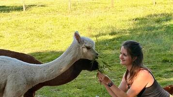 Eine Person interagiert mit einem Lama auf einer grasbewachsenen Freifläche.