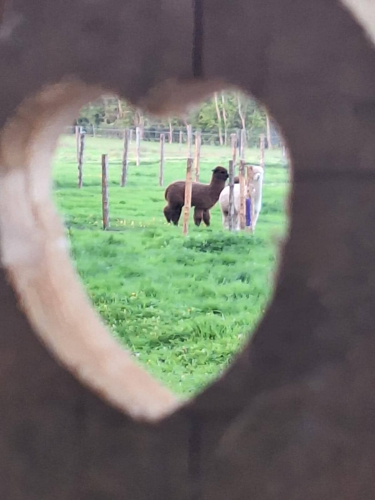 A heart-shaped window with a view of a grassy field and a llama.