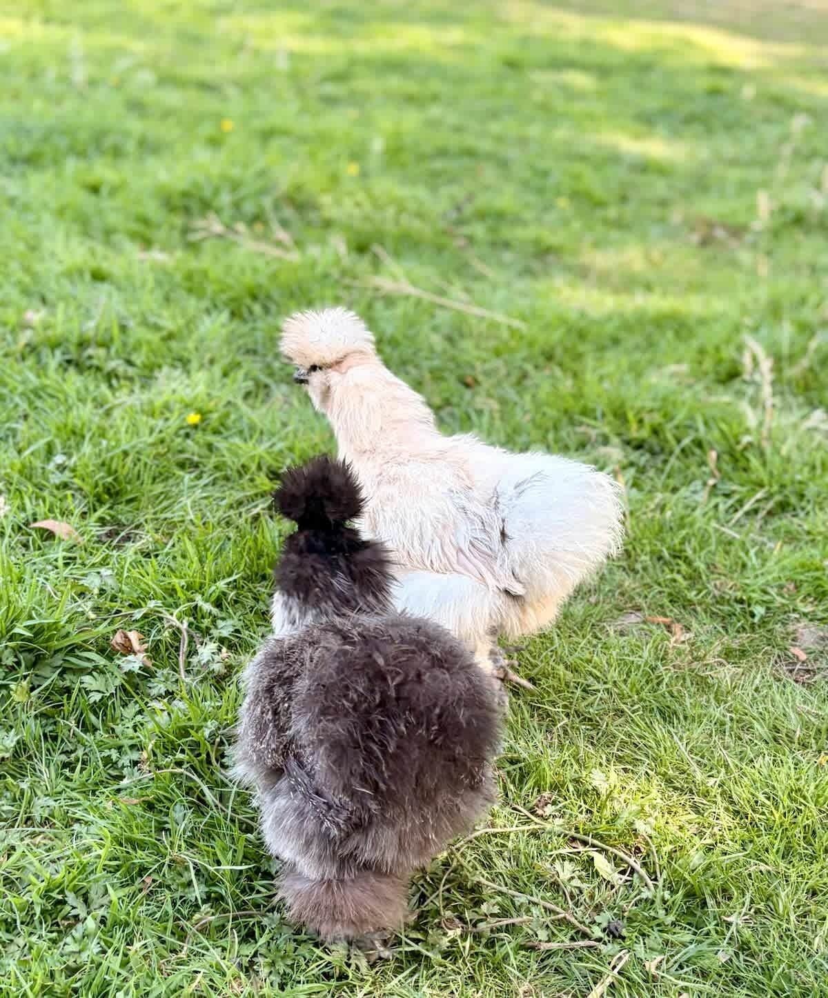 Twee pluizige kippen op een grasveld.