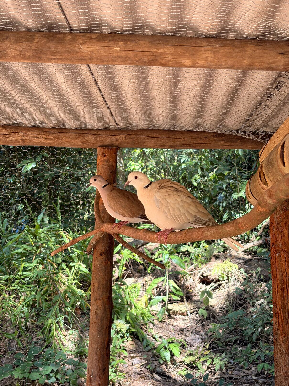 Two birds perched on a wooden structure with a mesh background.