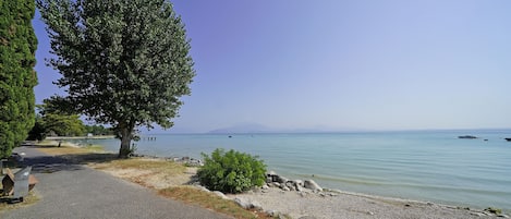 A paved pathway leading to a lakeside area with a large tree and rocky shoreline.