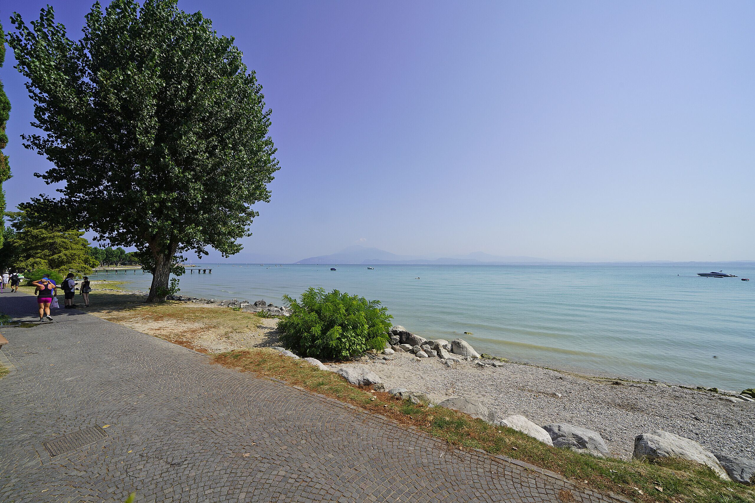 A paved walkway beside a calm body of water with boats, a clear sky, and a large tree.