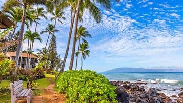 A pathway leading to a beach with palm trees and a bench.