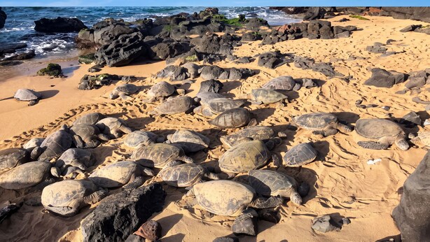 Een strand met grote rotsen en zeeschildpadden.