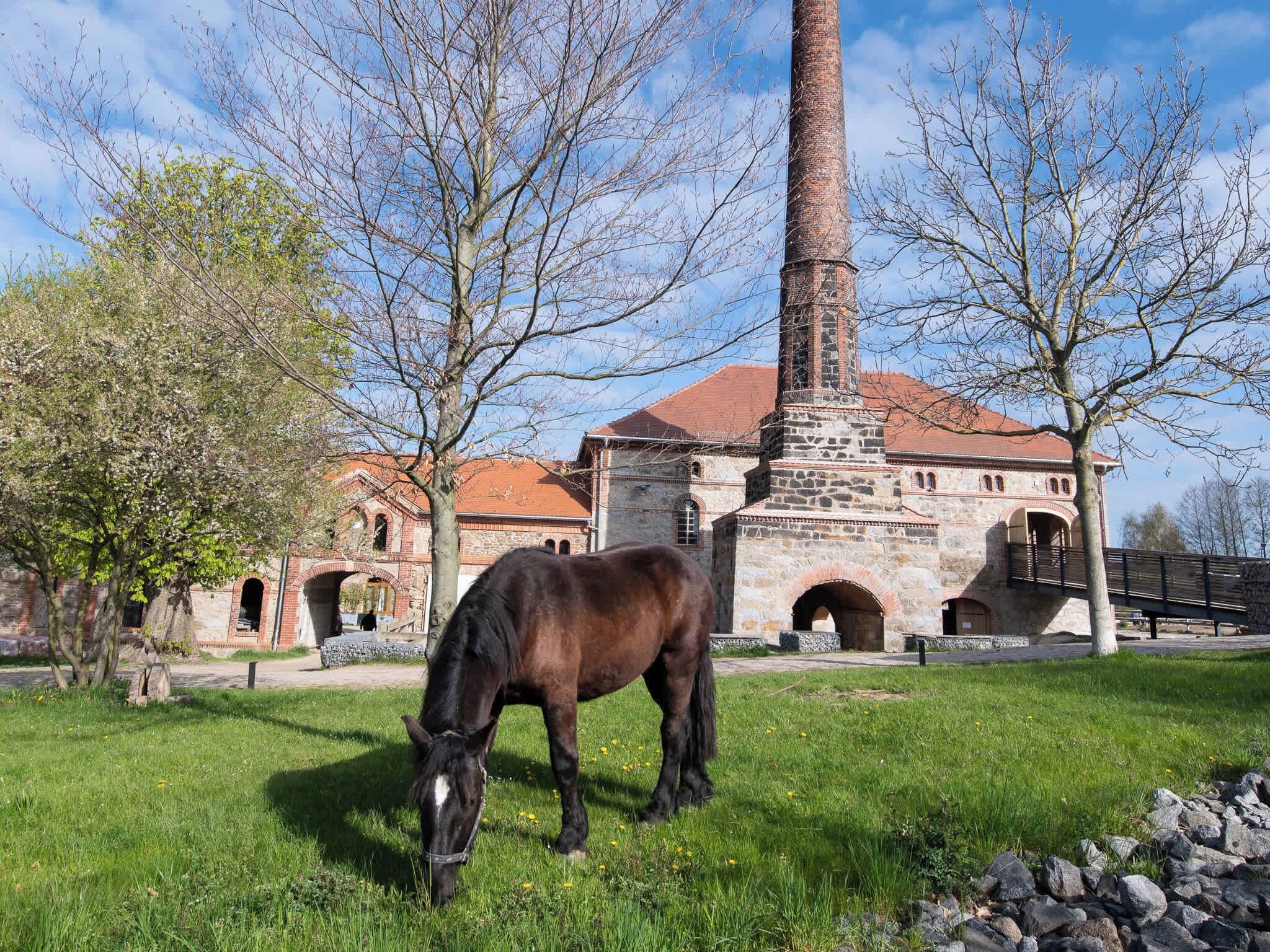 Un cheval broute dans un champ verdoyant, avec un bâtiment historique en arrière-plan.