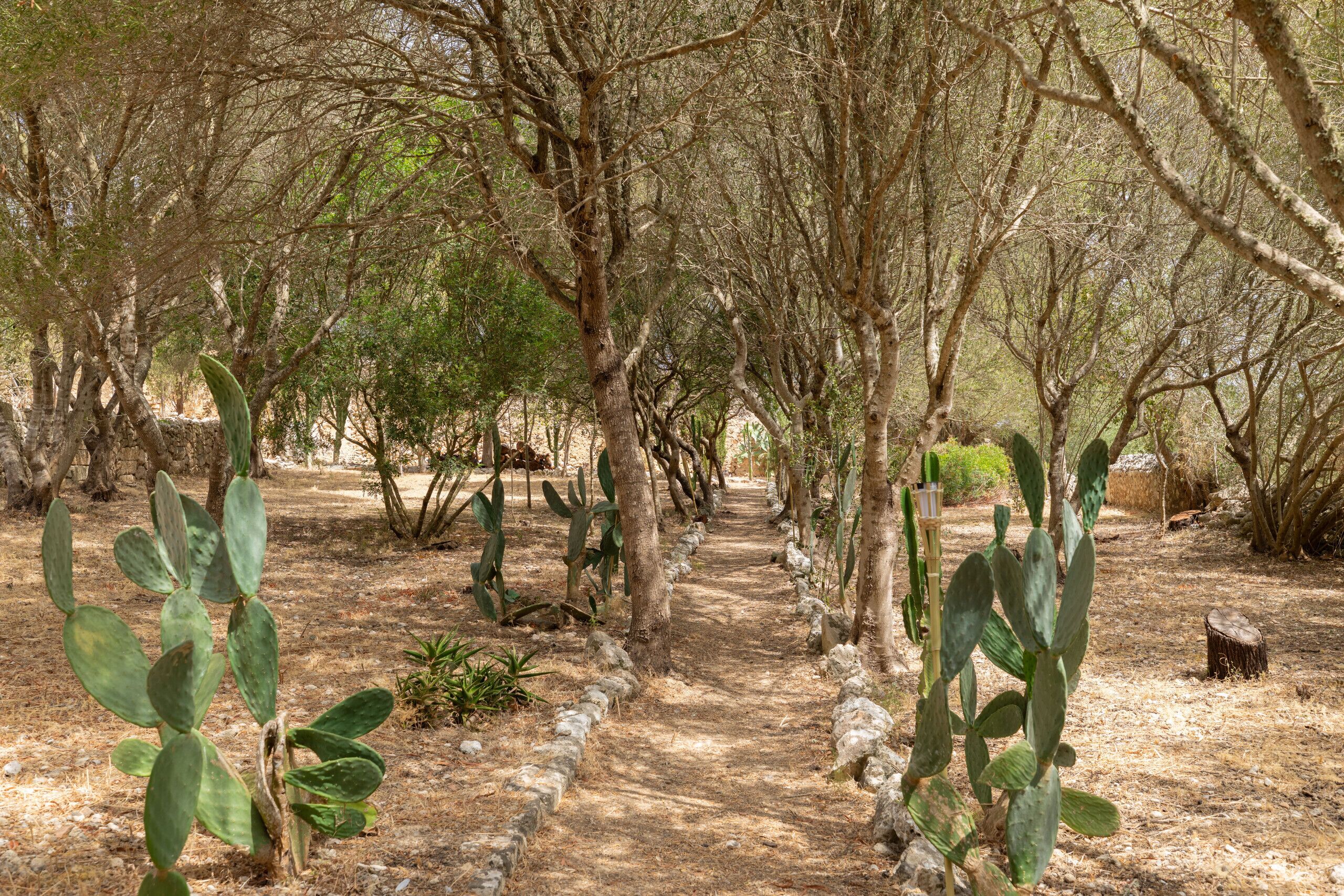 A natural landscape with a dirt path, trees, and cacti.