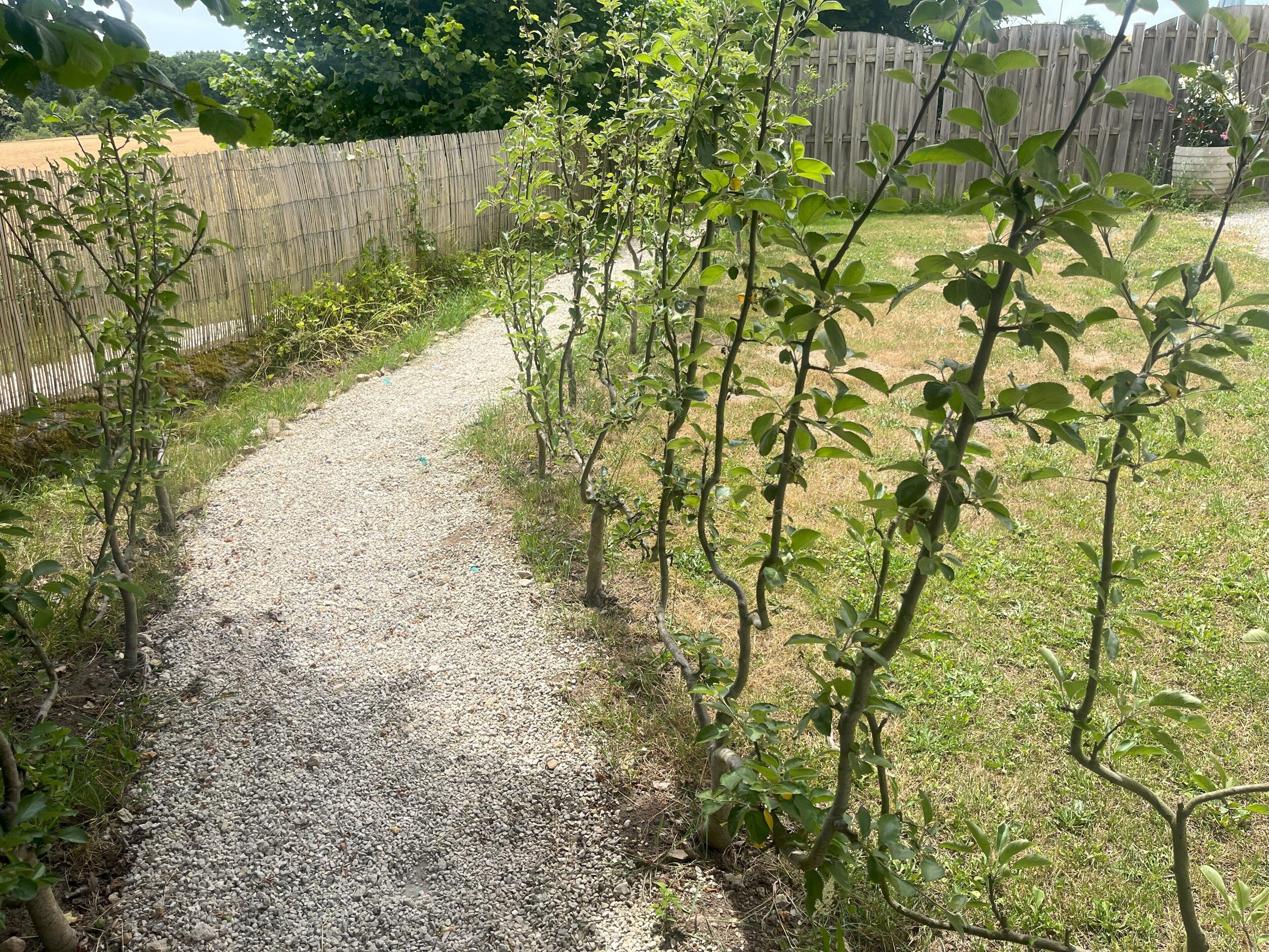 Un sendero de grava que serpentea por un jardín con árboles jóvenes y una valla de madera al fondo.