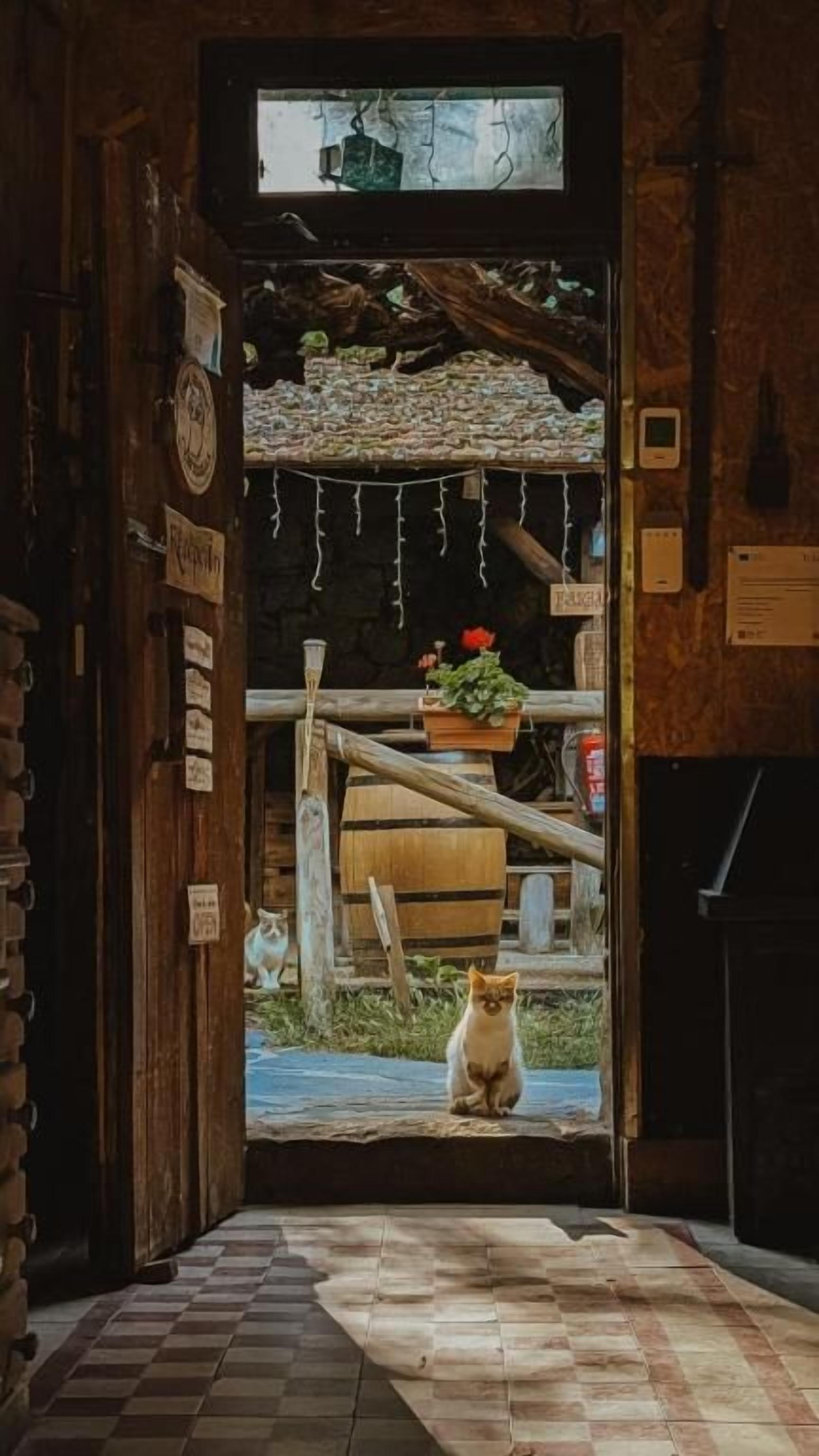 Una puerta que da a un espacio al aire libre con un gato sentado adentro.