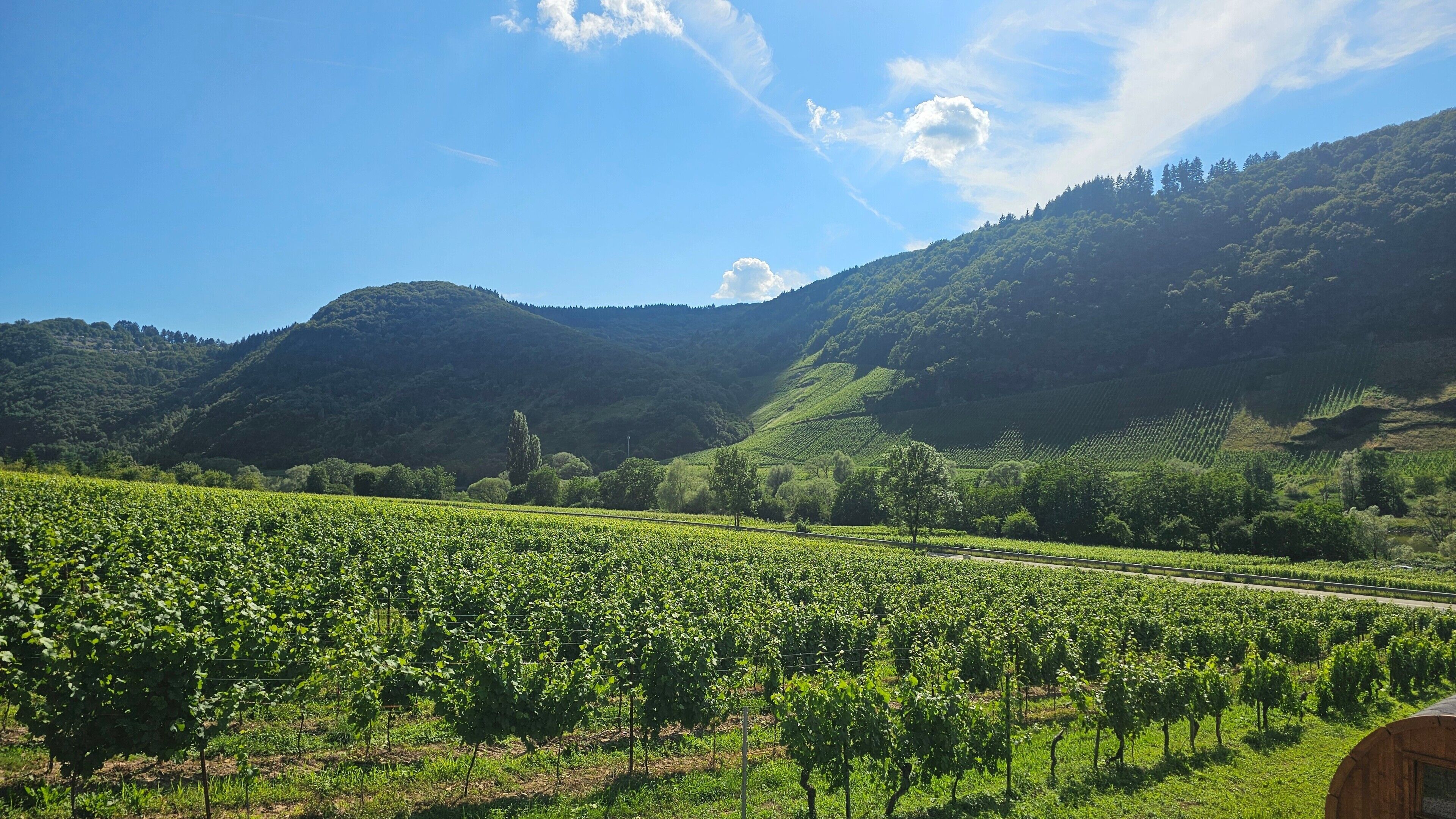 Un vignoble avec des rangées de vignes, un ciel dégagé et des collines en arrière-plan.