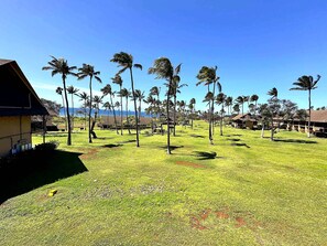 A grassy area with palm trees and a building with a sloped roof.
