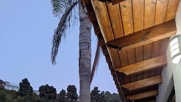 A patio area with a palm tree, a hanging chair, and a table.
