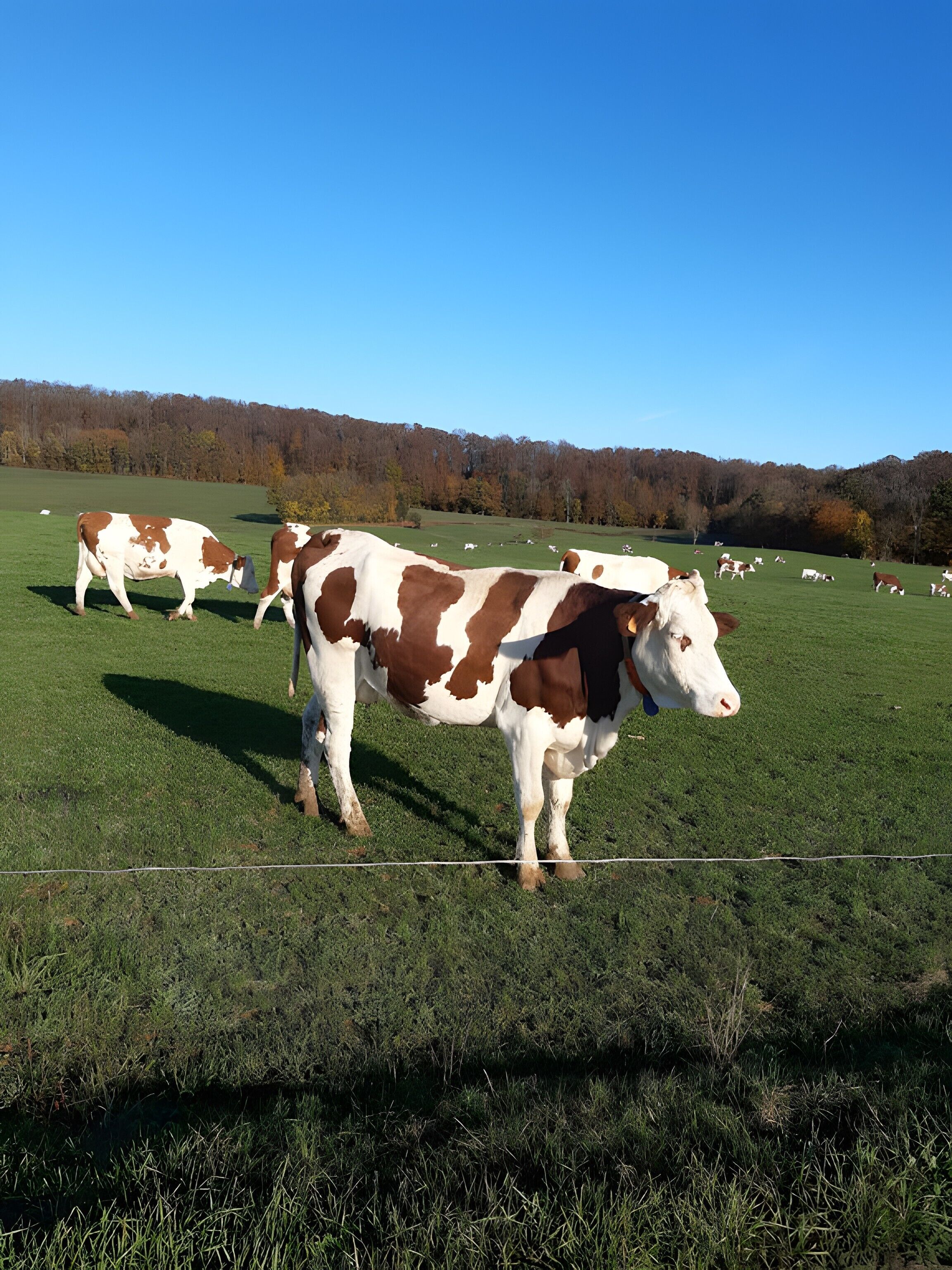 Un campo cubierto de hierba con vacas pastando.