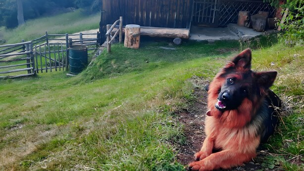 A dog lying on grass near a wooden cabin with a fence and trees in the background. - Apartment 'Binterhof Rosalpina Bio' with Mountain View, Balcony and Wi-Fi (Kastelruth)