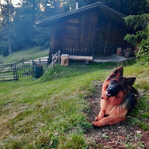 Un perro descansando sobre la hierba cerca de una cabaña de madera con una valla y árboles al fondo.