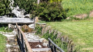 A wooden footbridge over a stream with a tree and grass on either side. - Apartment 'Binterhof Rosalpina Bio' with Mountain View, Balcony and Wi-Fi (Kastelruth)