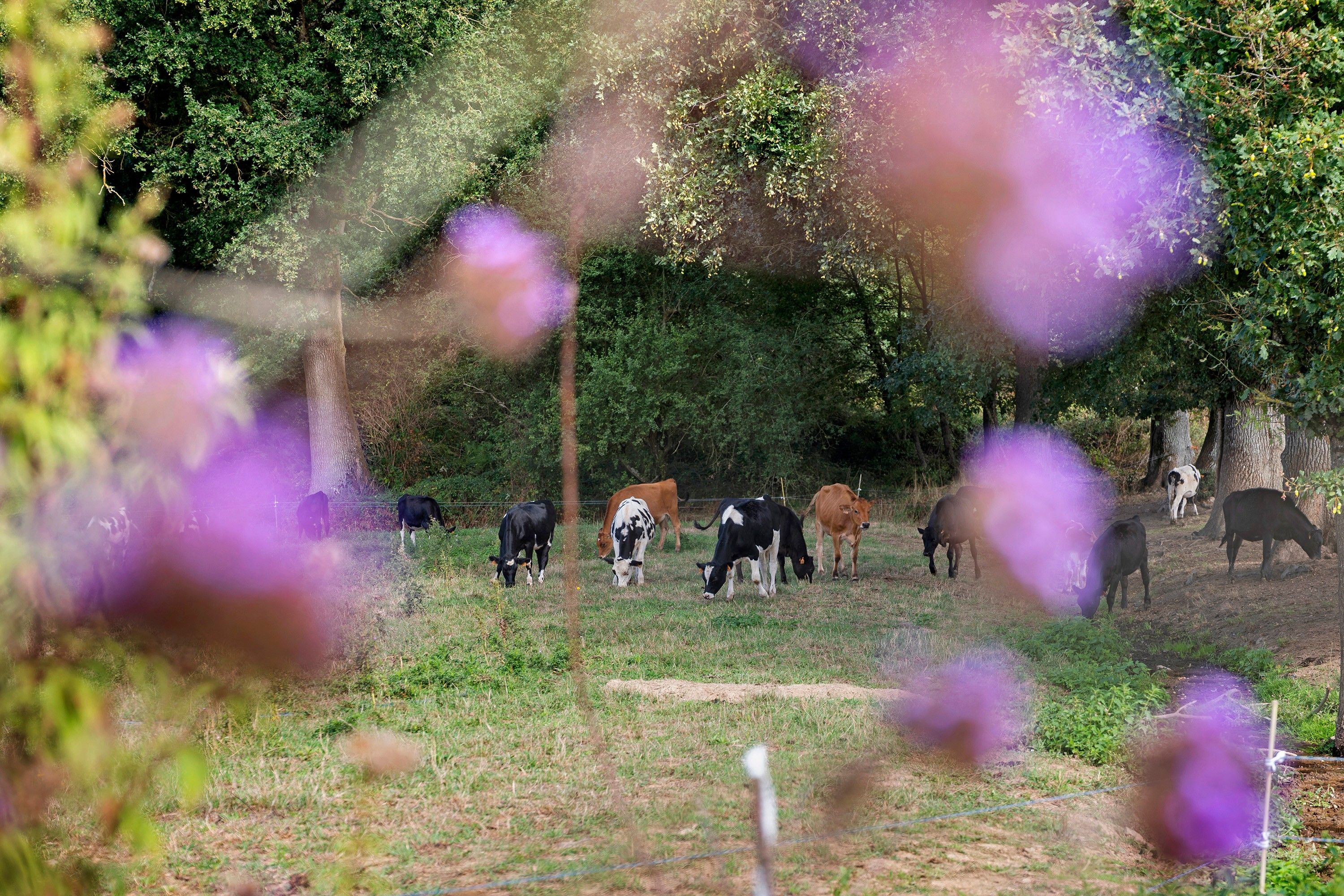 A rural landscape with cows grazing in a field, surrounded by trees and vegetation.