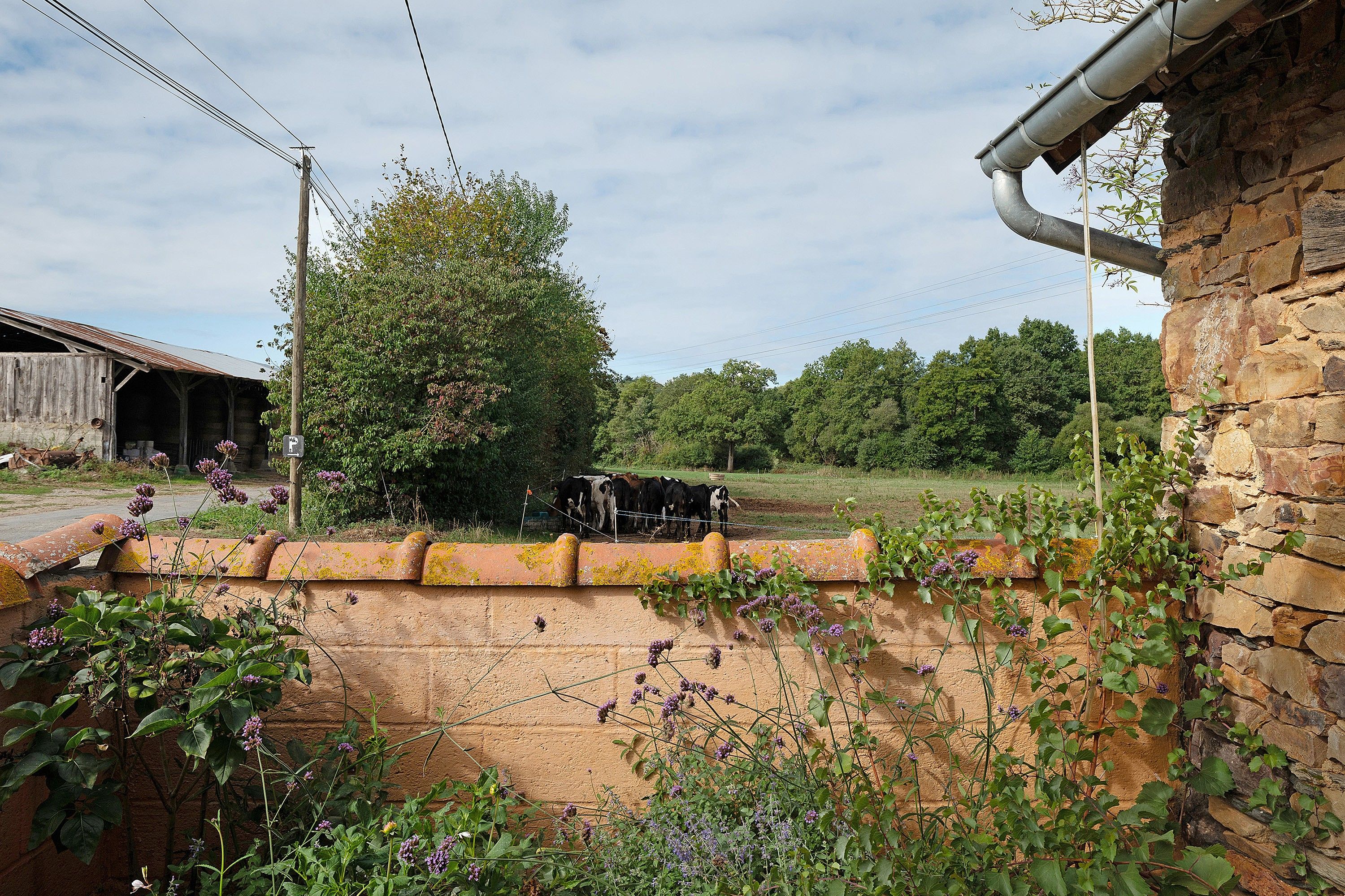Un paysage rural avec un mur de pierres, un bâtiment en bois et une zone clôturée où se trouvent des vaches.