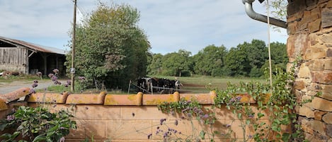 Een landelijk landschap met een stenen muur, een houten gebouw en een omheind weiland met koeien.