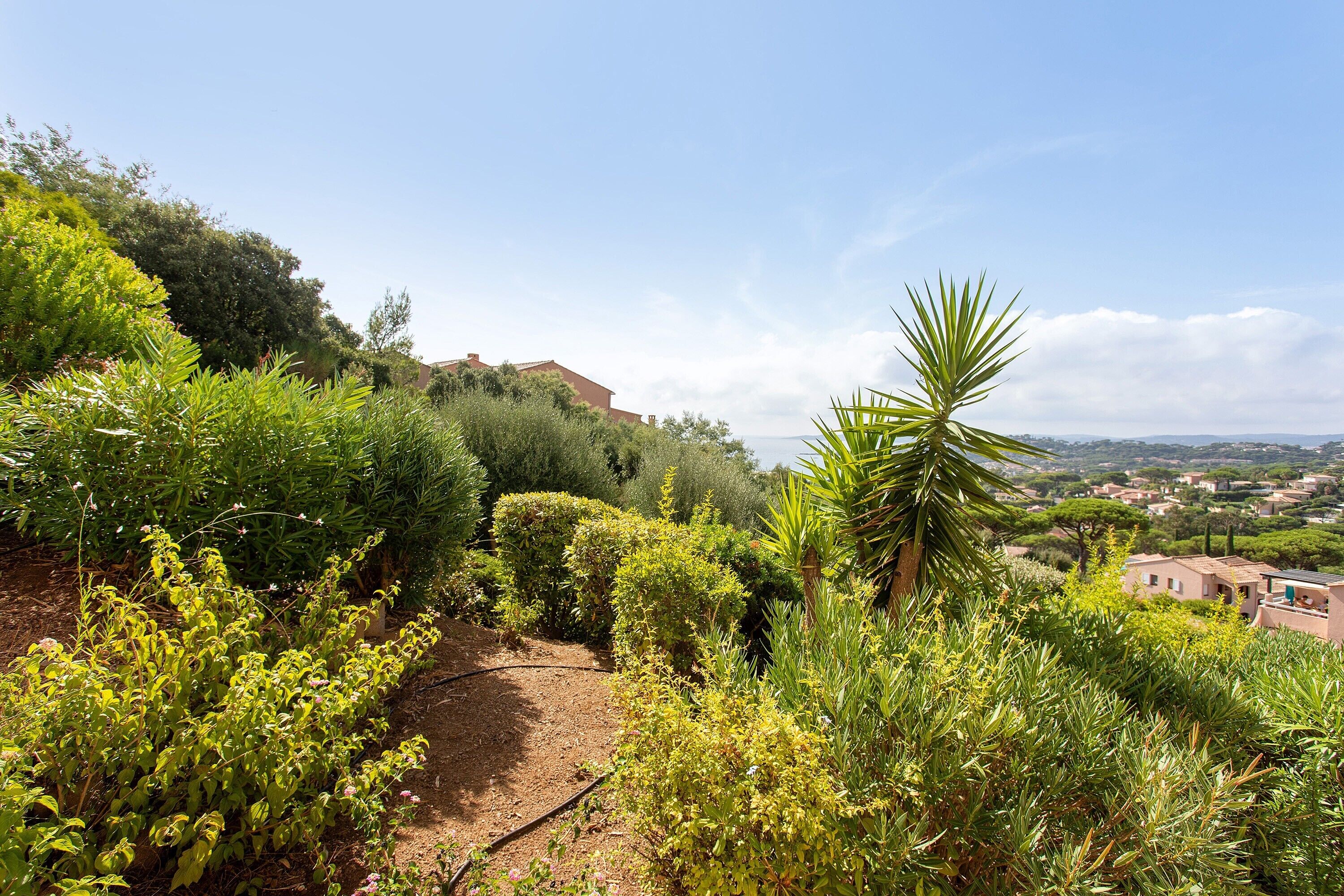 A vineyard with a dirt path leading through lush greenery and a view of a distant town.