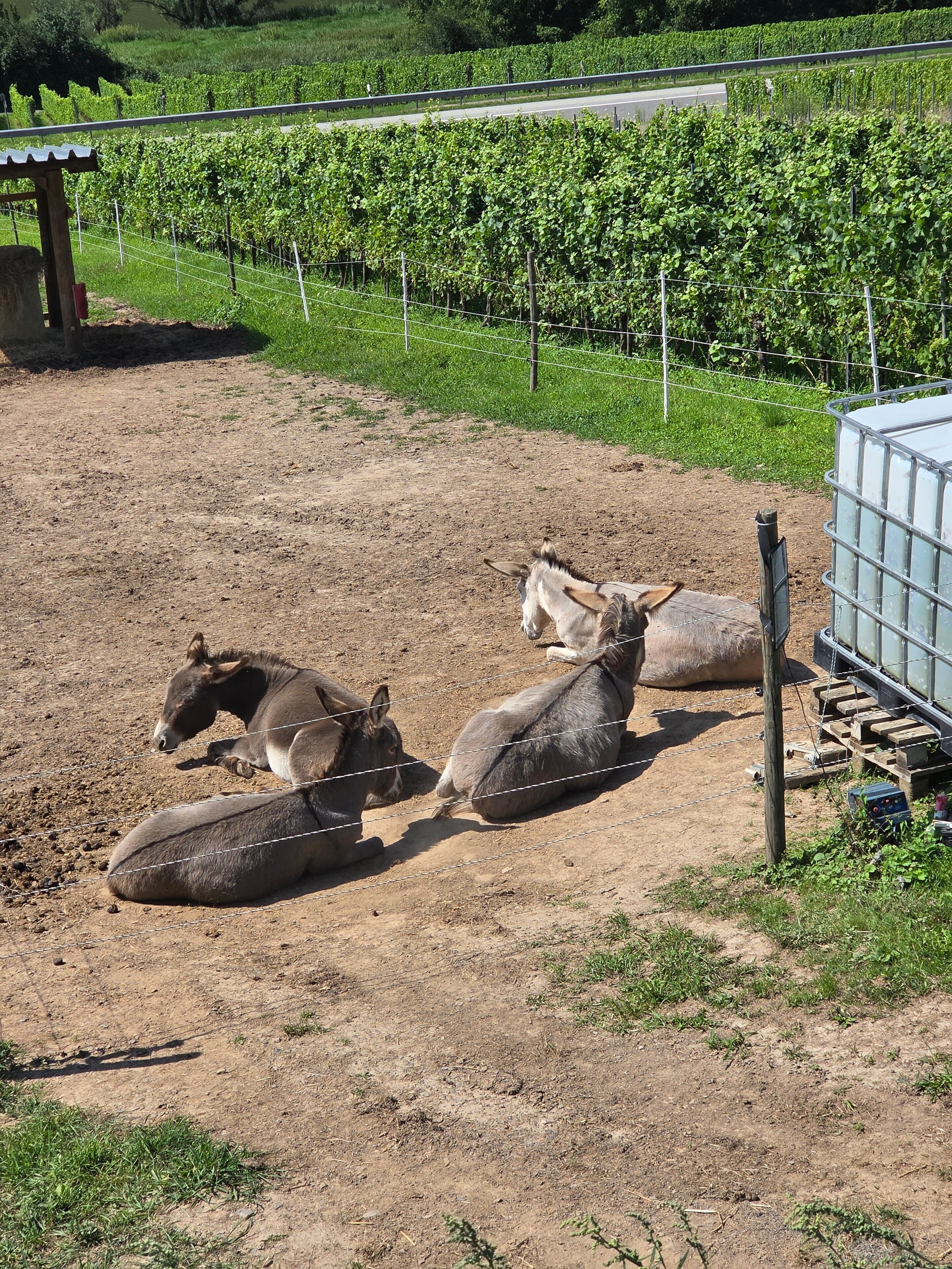 Un espace extérieur clos, avec un sol en terre battue, une structure métallique et un vignoble en arrière-plan.