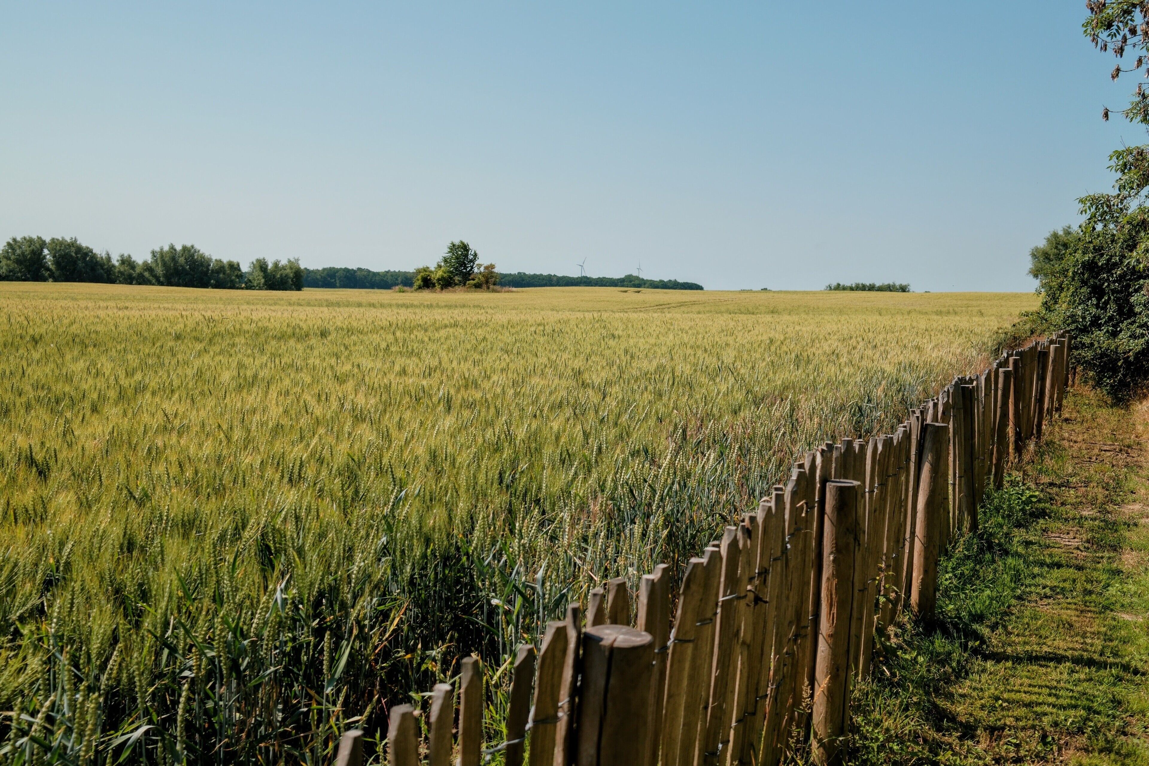 Ein Feld mit Feldfrüchten und ein Holzzaun im Vordergrund.