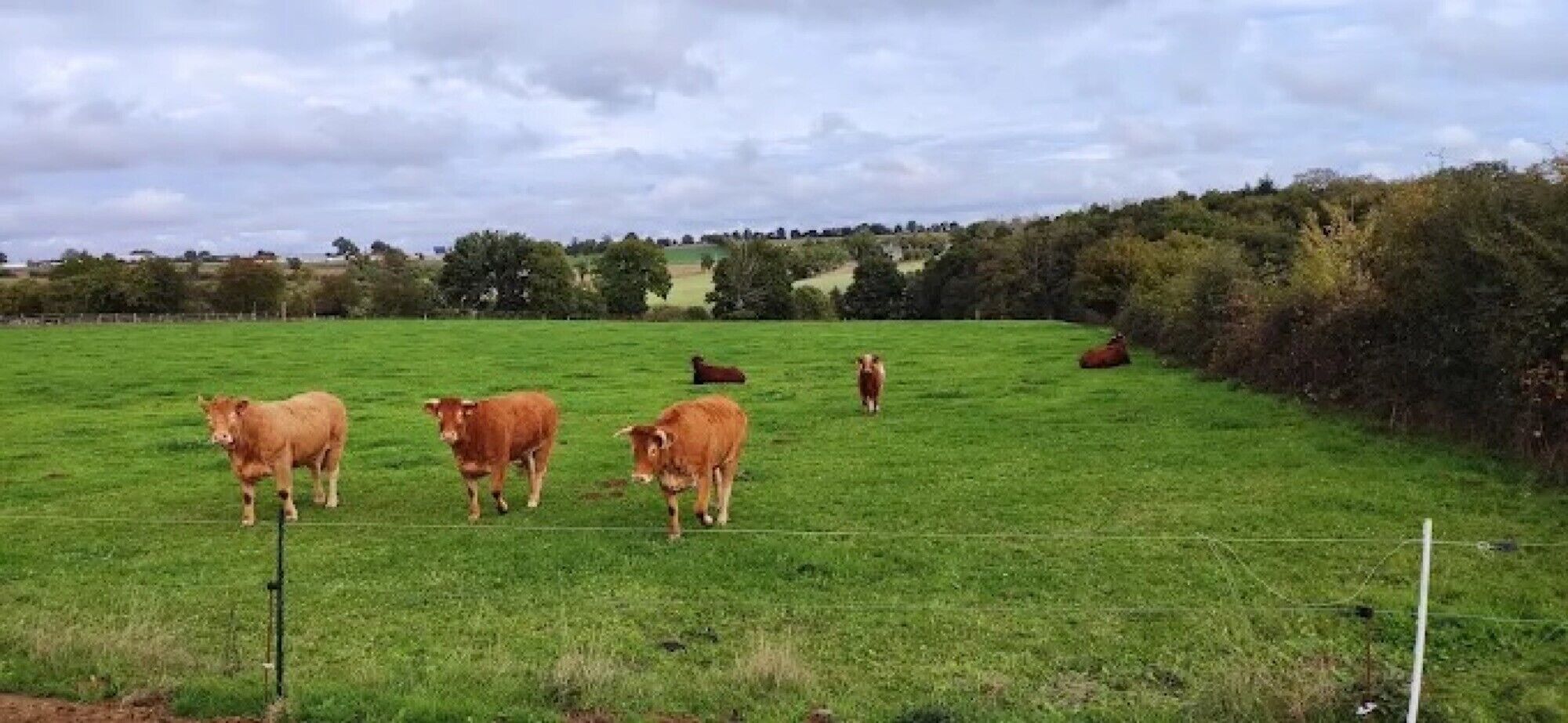 Un campo con vacas.