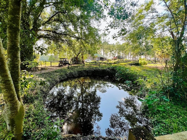 A small pond surrounded by lush greenery, a wooden bridge, and a building in the background.