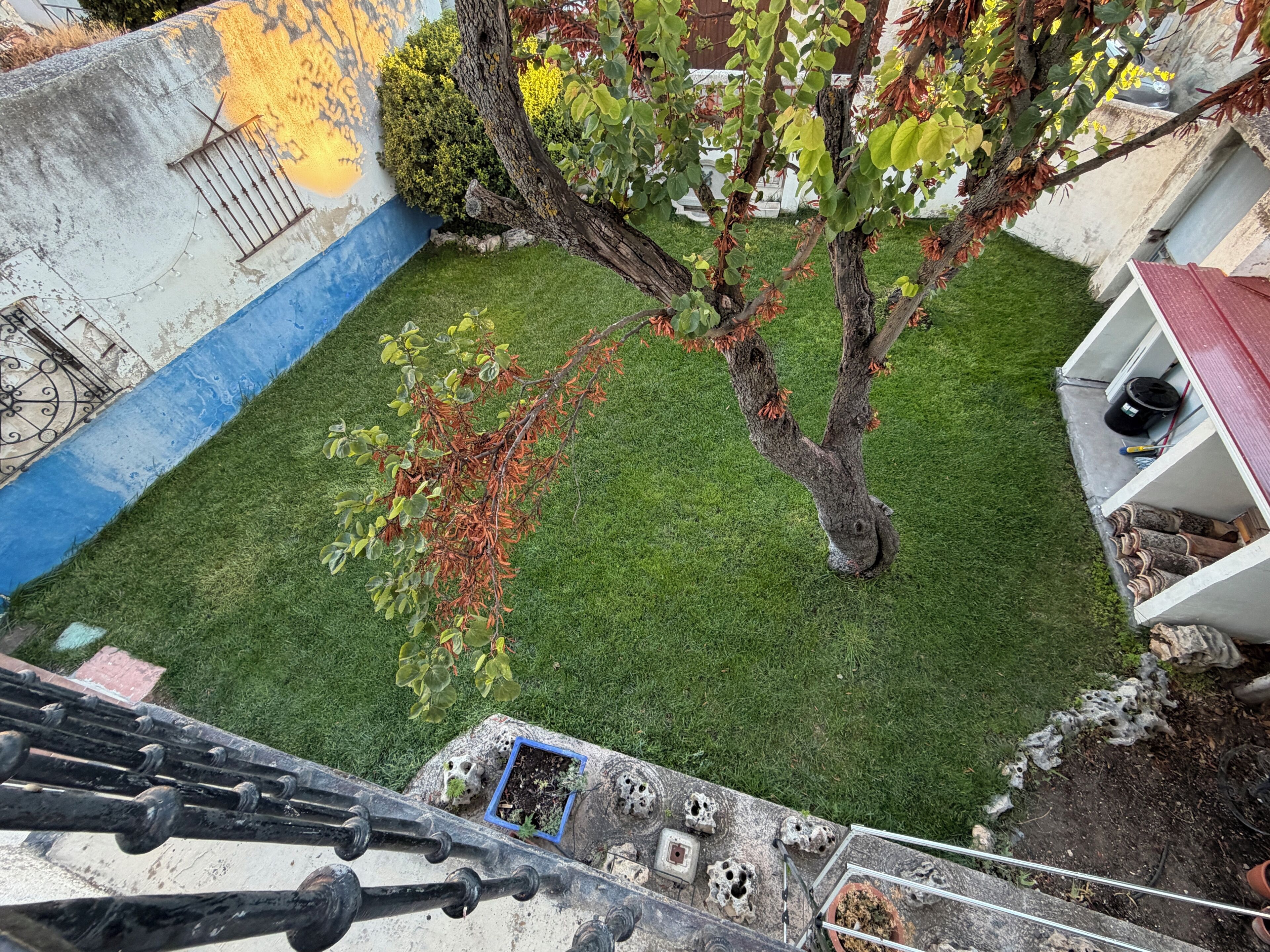 A view of a courtyard with a tree, a small garden area, and a building with a blue and yellow wall.