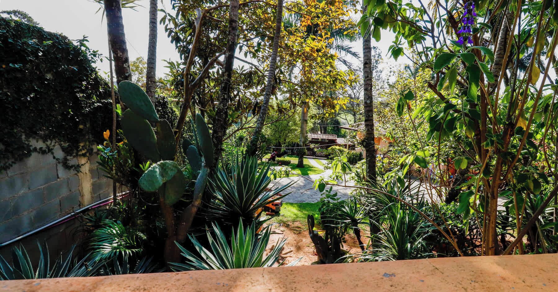 A garden with various plants and a pathway leading to a structure.
