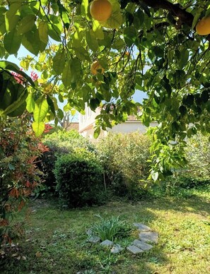 A garden with a lawn, a stone pathway, and various plants. - A typical Provençal house, just a 10-minute walk from Almanarre Beach! (Hyères)