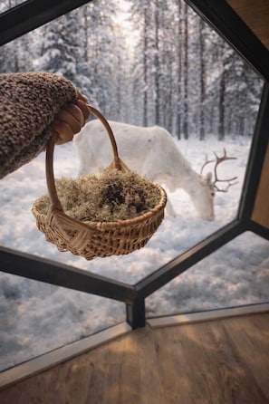 Una mano sosteniendo una cesta con musgo, vista a través de una ventana que muestra un bosque nevado.