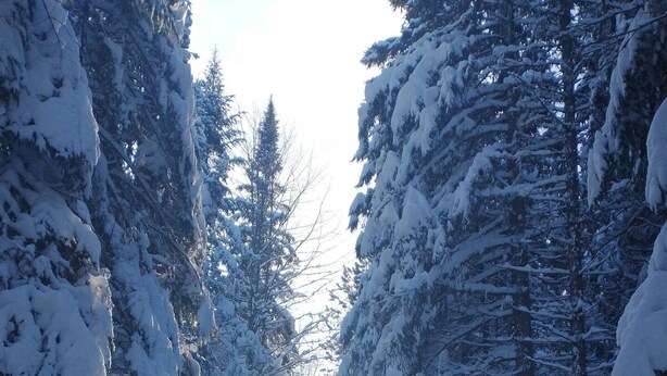 A snow-covered road flanked by tall evergreen trees.