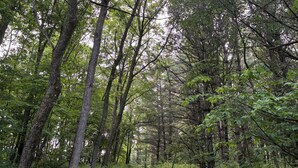A forested area with a narrow path. - Lookout Cabin 1 (Caledonia)