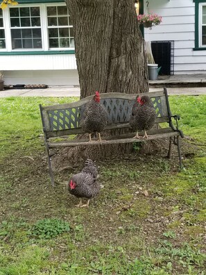 A bench with three chickens, a tree, and a house in the background. - The Shop!! (Staatsburg)