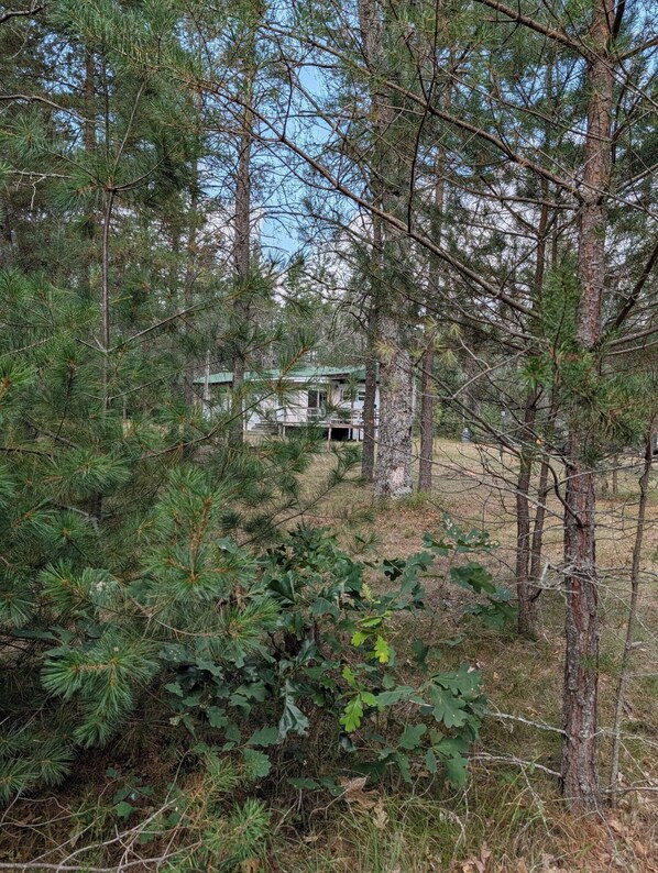 A forested area with a building partially obscured by trees.