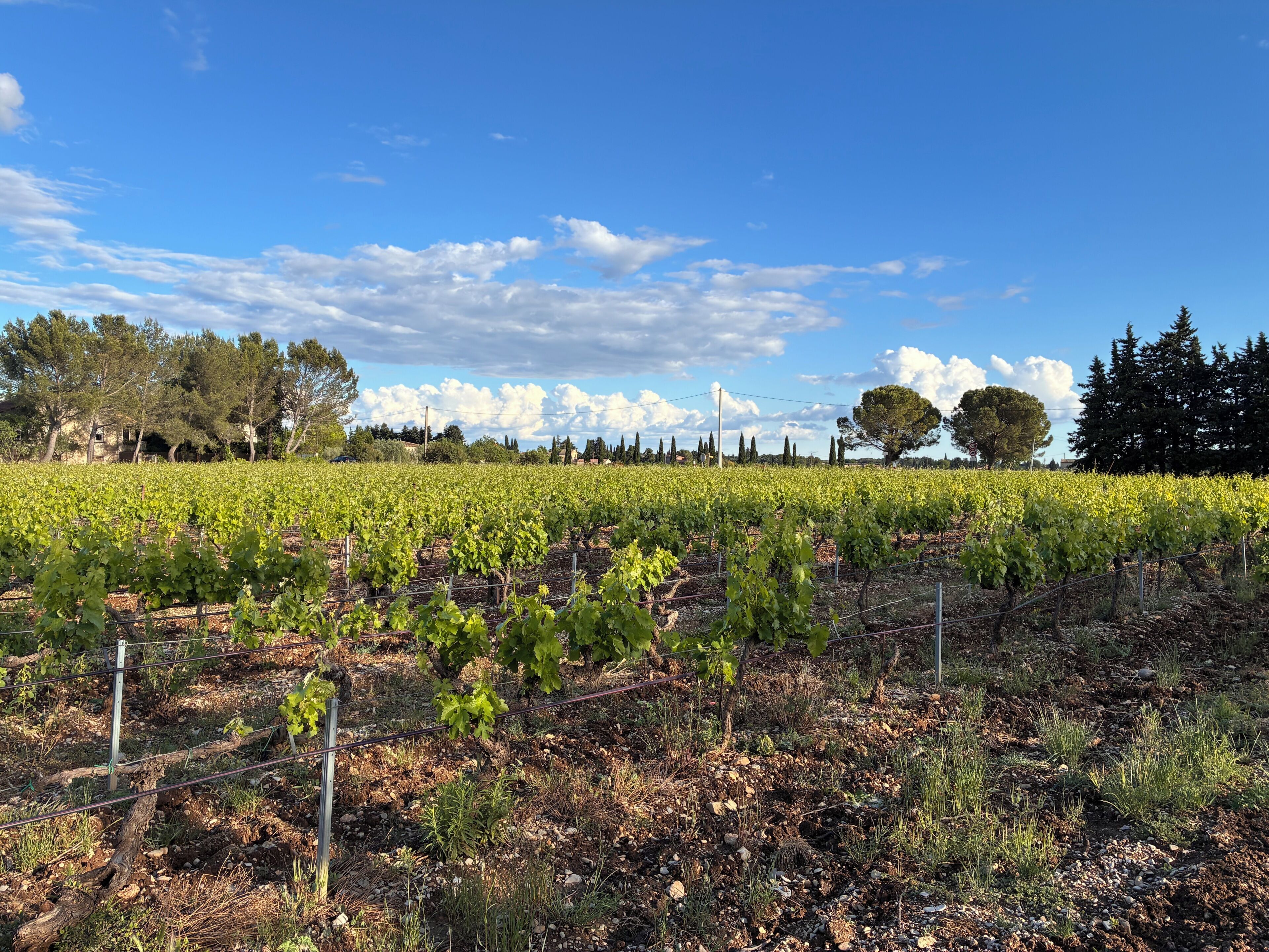 A vineyard with rows of grapevines, a clear sky, and trees in the background.