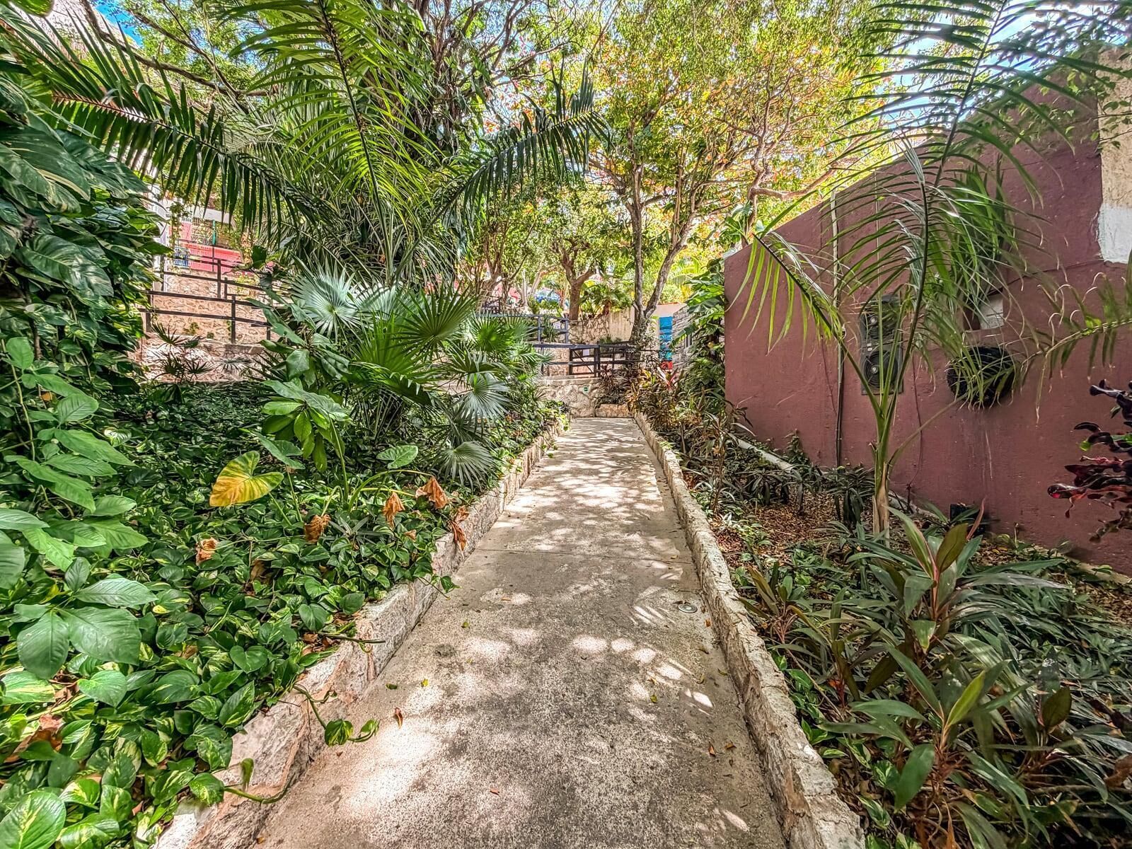 A narrow concrete pathway flanked by dense foliage and a red wall.