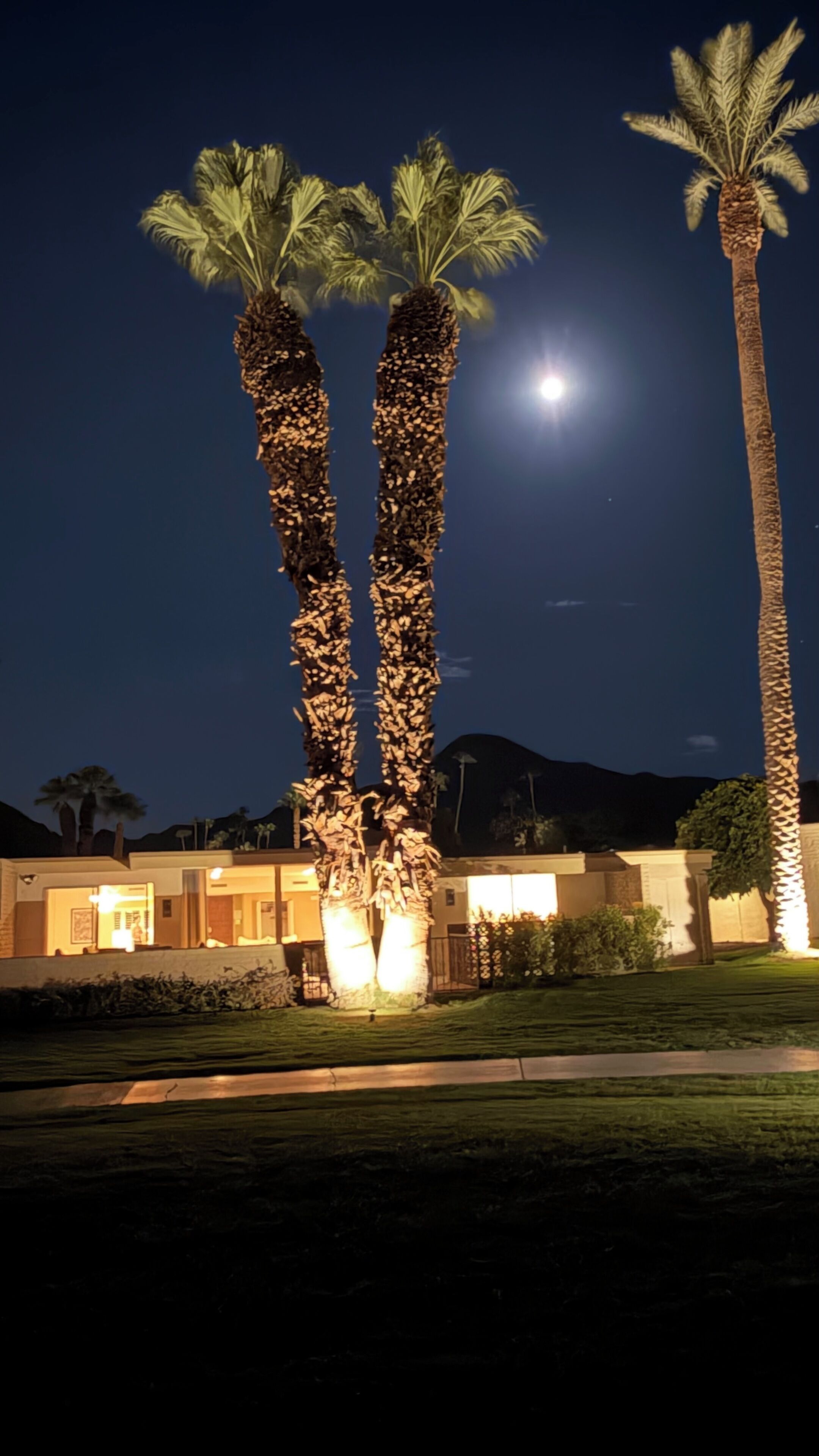 Une scène nocturne avec deux palmiers illuminés par un éclairage artificiel, un bâtiment dont on aperçoit l’entrée, et un ciel dégagé avec une lune.