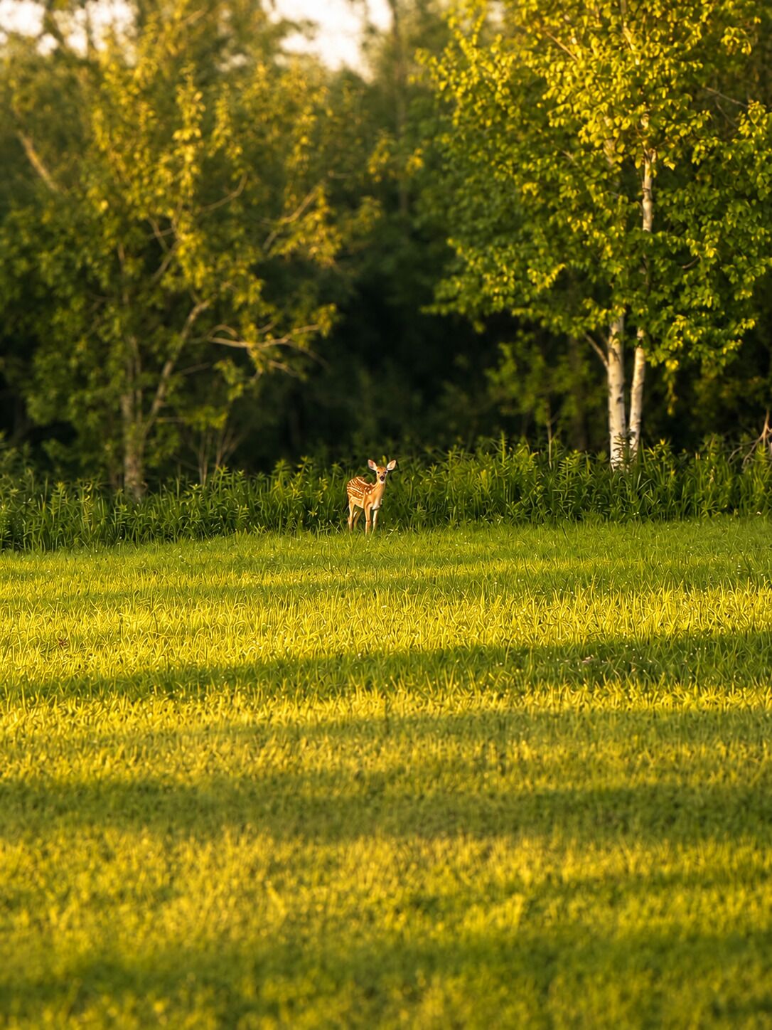 A deer in a grassy field with trees in the background.