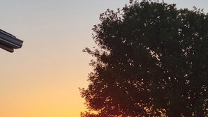 A sunset with a tree and wind turbines in the background.
