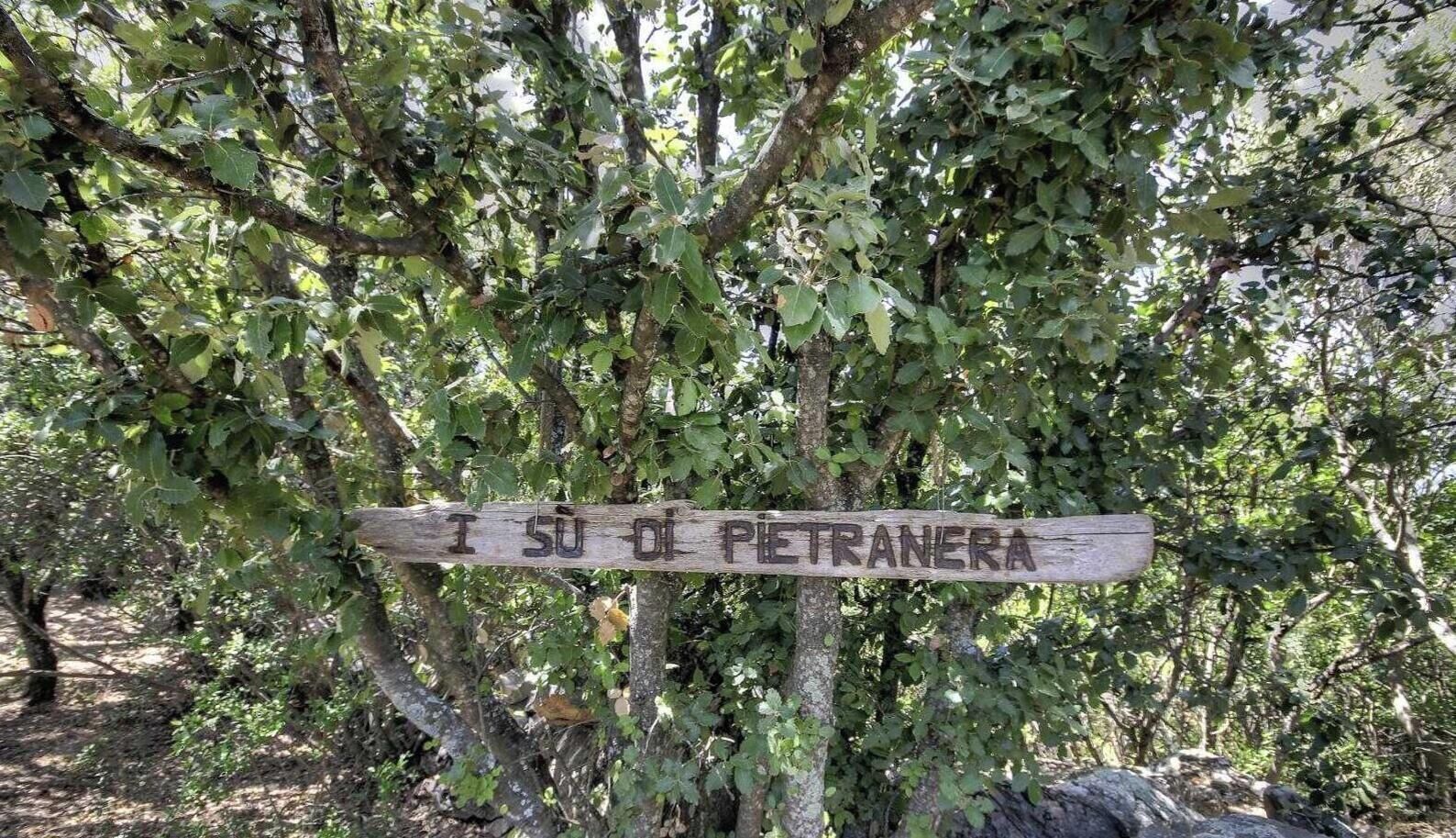 Un cartello in legno con l'indicazione 'I SU di Pietranera' sullo sfondo di una fitta vegetazione.