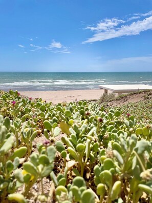 A beach with green plants in the foreground and a clear blue sky.