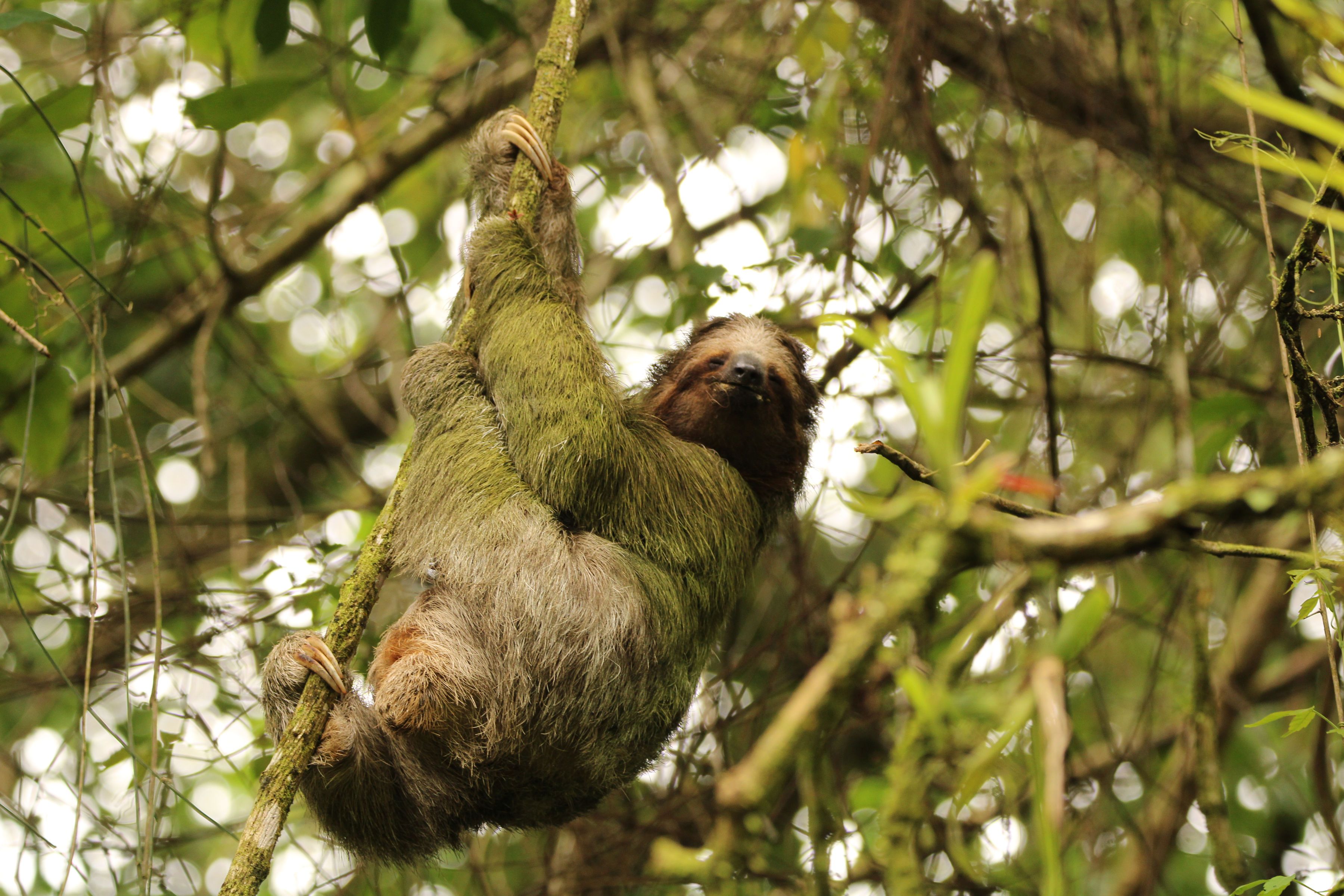 A sloth hanging from a tree branch.