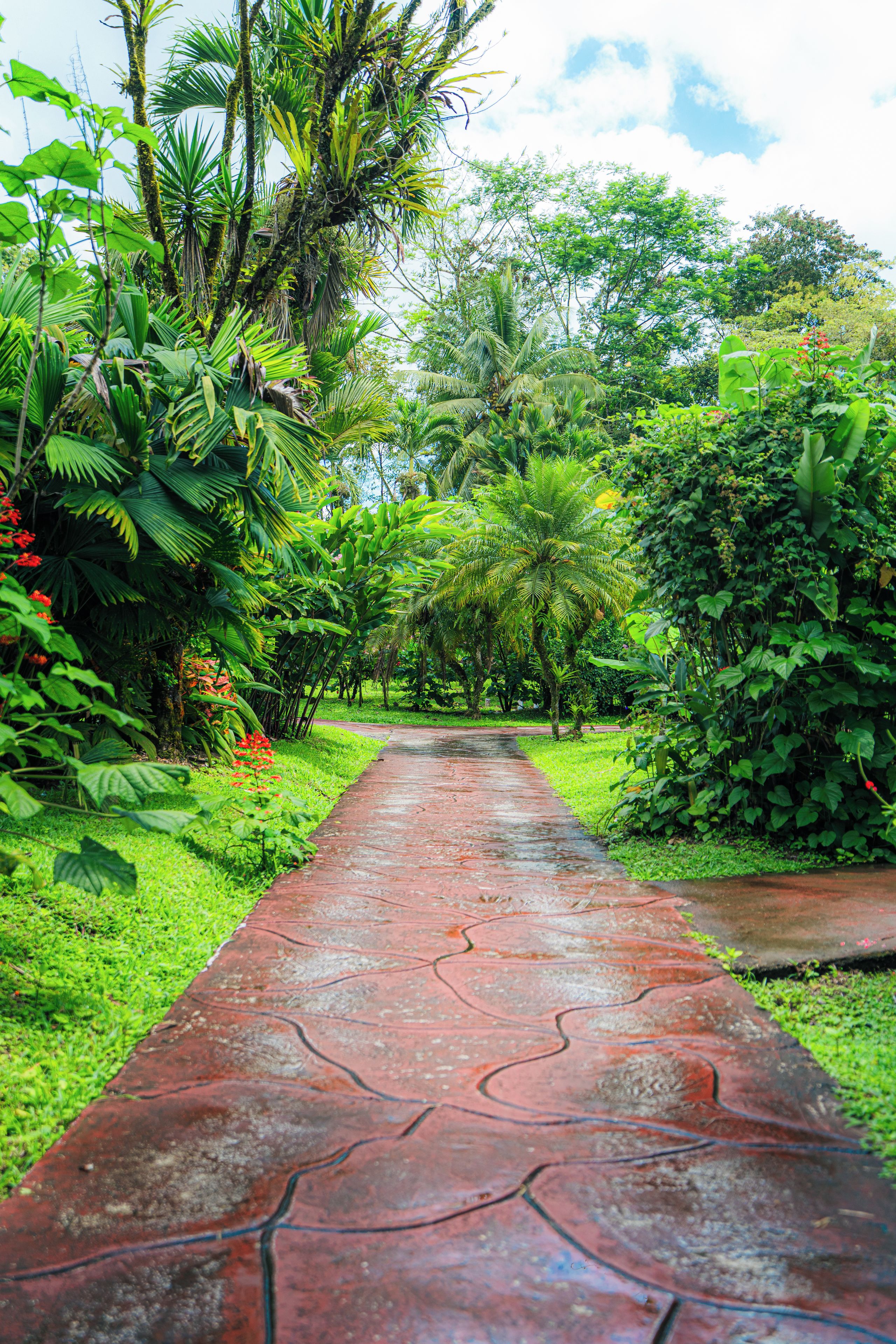 A pathway through a lush garden with various tropical plants and trees.